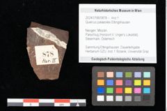 Foto (Objekt + Etikett) von Quercus palaeoilex Ettingshausen (NHMW-GEO-2024-0188-0878)